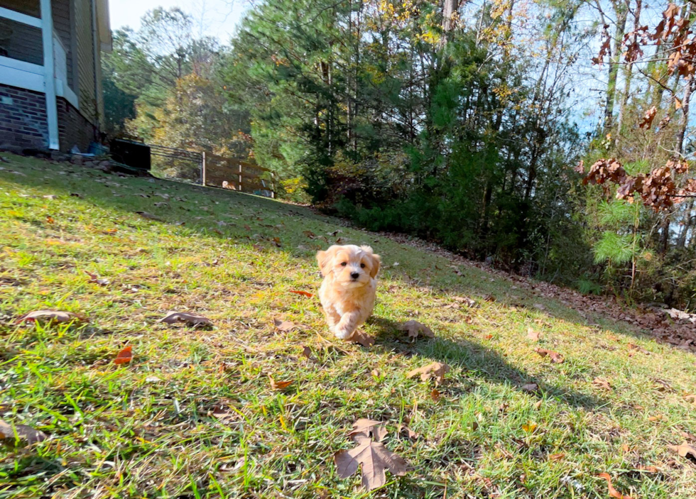 Maltipoo Pup Being Cute