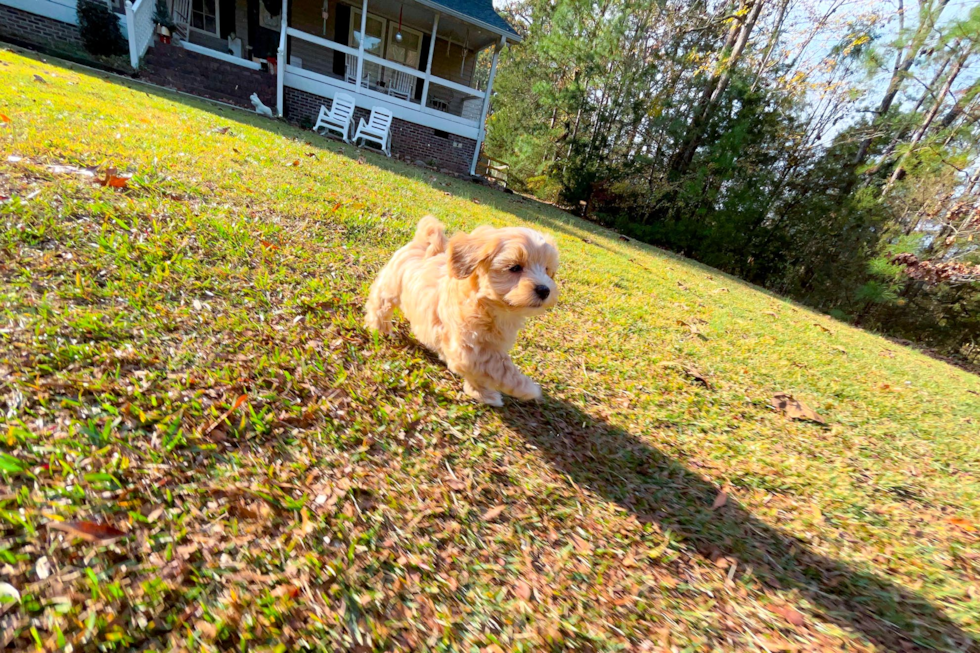 Maltipoo Pup Being Cute