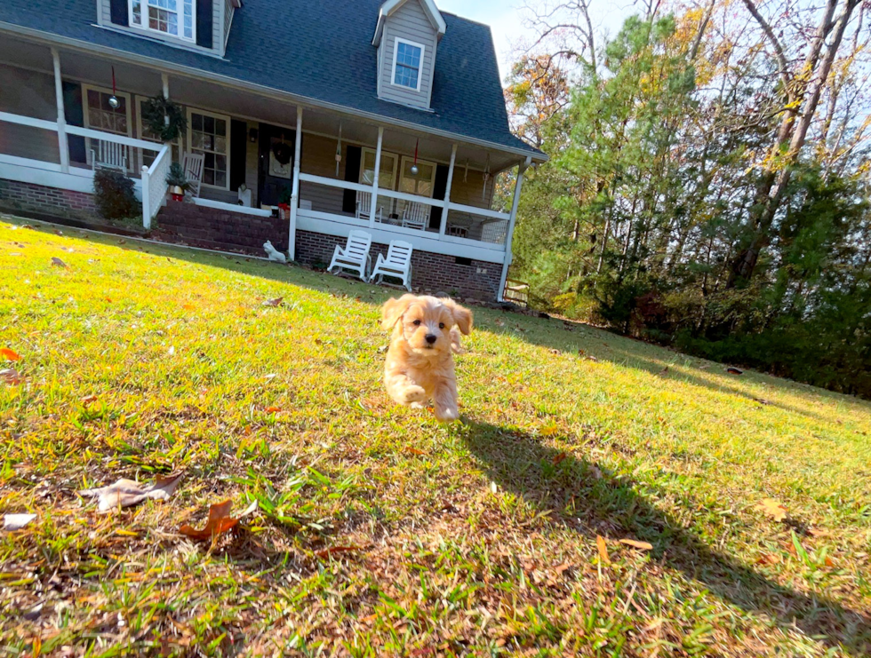 Maltipoo Puppy for Adoption