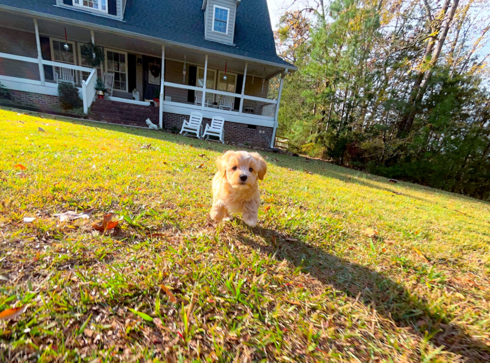 Cute Maltipoo Baby