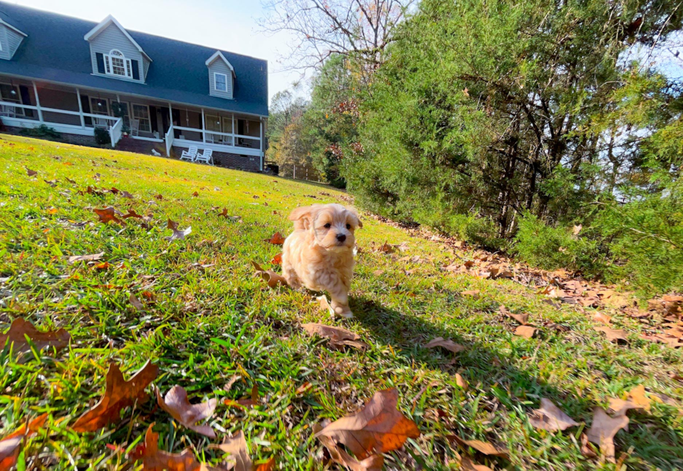 Best Maltipoo Baby