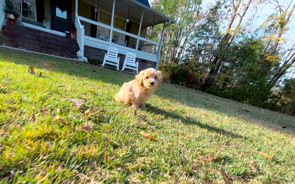 Maltipoo Puppy for Adoption