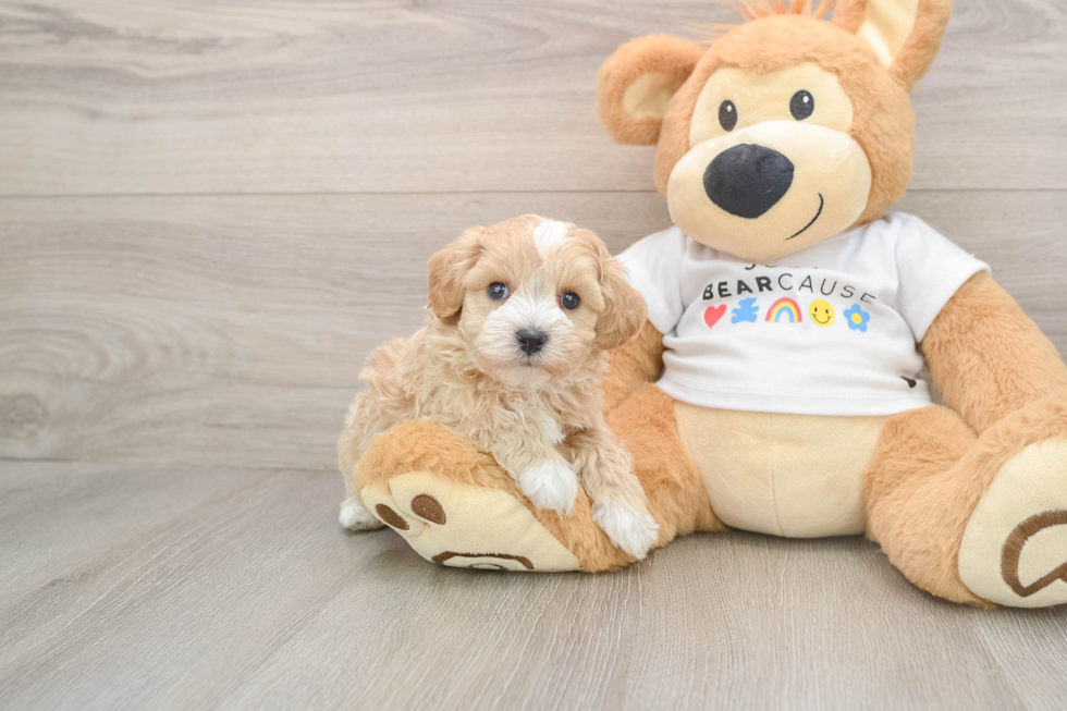 Maltipoo Puppy for Adoption