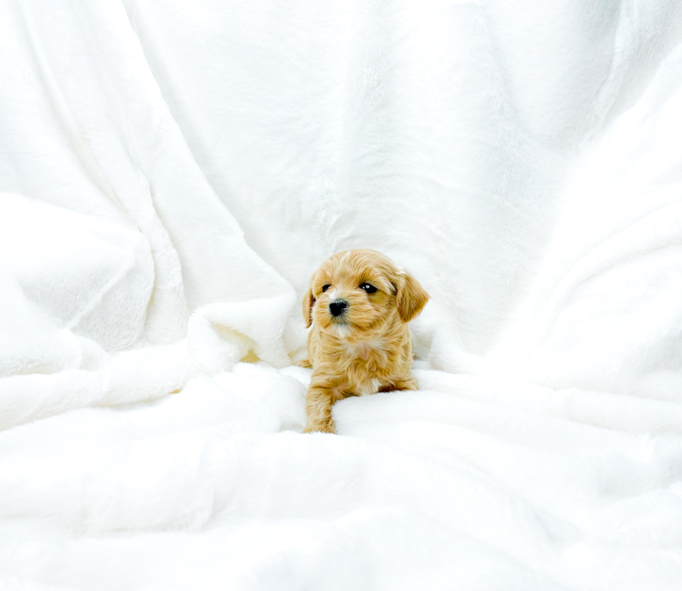 Maltipoo Puppy for Adoption