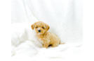 Maltipoo Puppy for Adoption