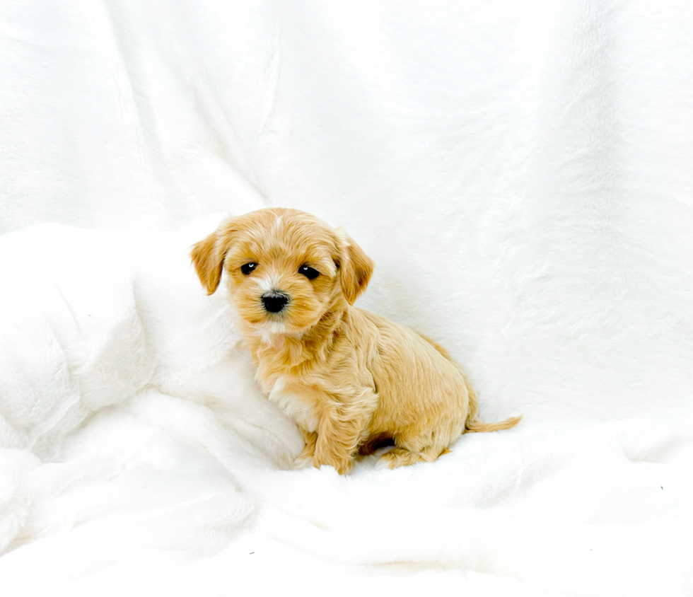 Maltipoo Puppy for Adoption