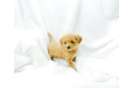 Cute Maltipoo Baby