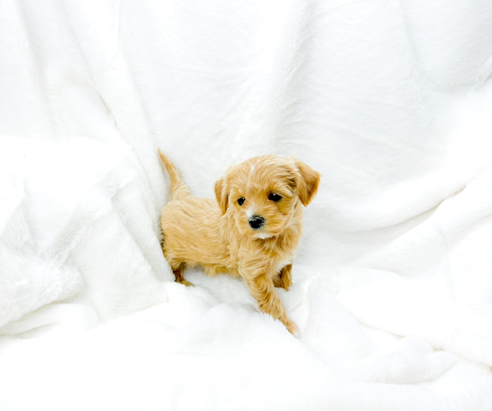 Cute Maltipoo Baby