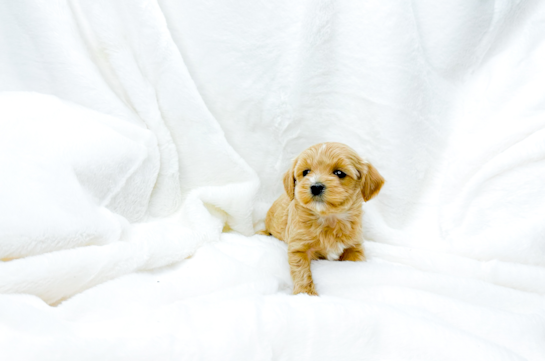 Cute Malt a Poo Poodle Mix Puppy