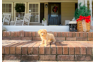 Cute Malt a Poo Poodle Mix Puppy