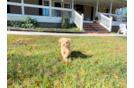 Cute Malt a Poo Poodle Mix Puppy