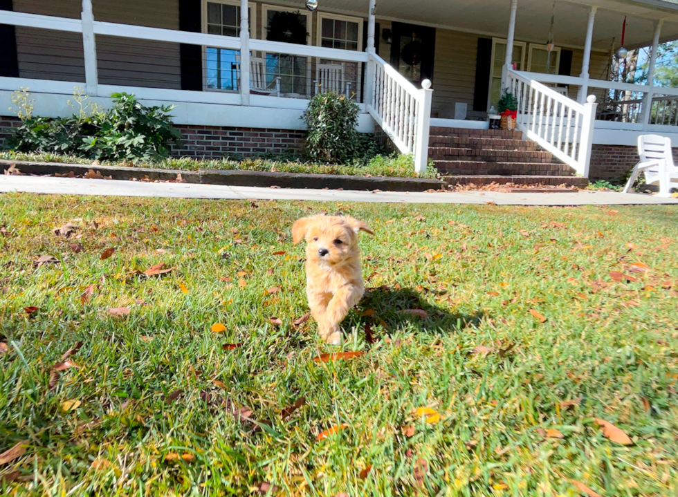 Cute Malt a Poo Poodle Mix Puppy