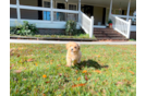 Cute Maltipoo Baby