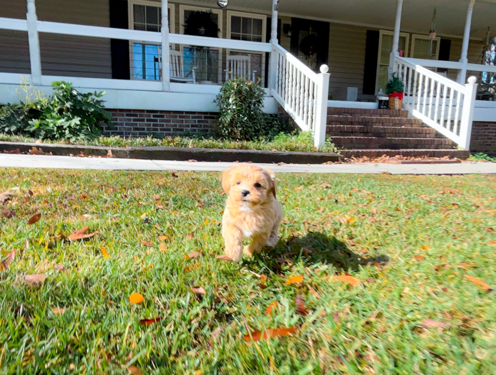 Cute Maltipoo Baby