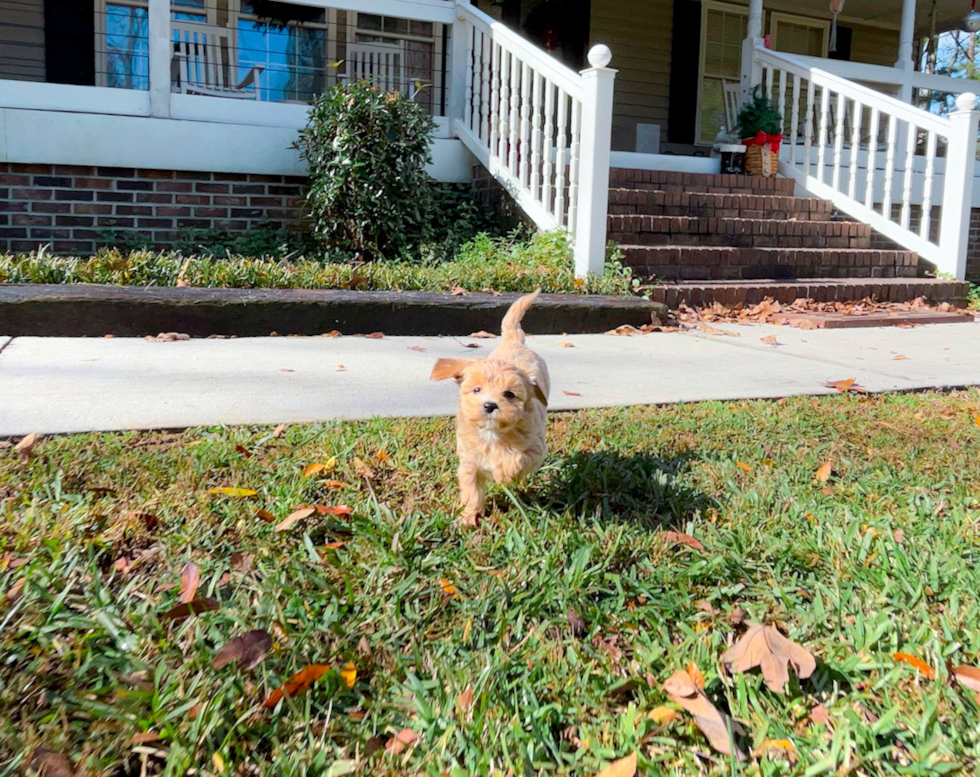 Cute Maltipoo Baby