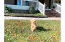 Maltipoo Pup Being Cute