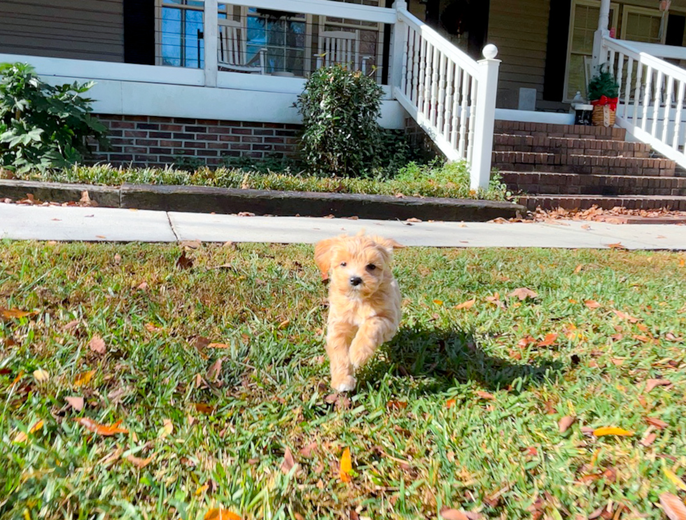 Maltipoo Pup Being Cute