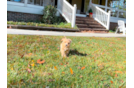 Cute Maltipoo Baby