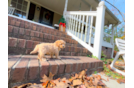 Cute Maltipoo Poodle Mix Pup