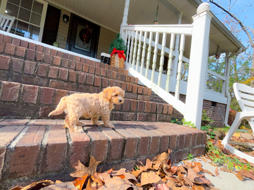 Cute Maltipoo Poodle Mix Pup