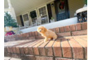 Maltipoo Pup Being Cute