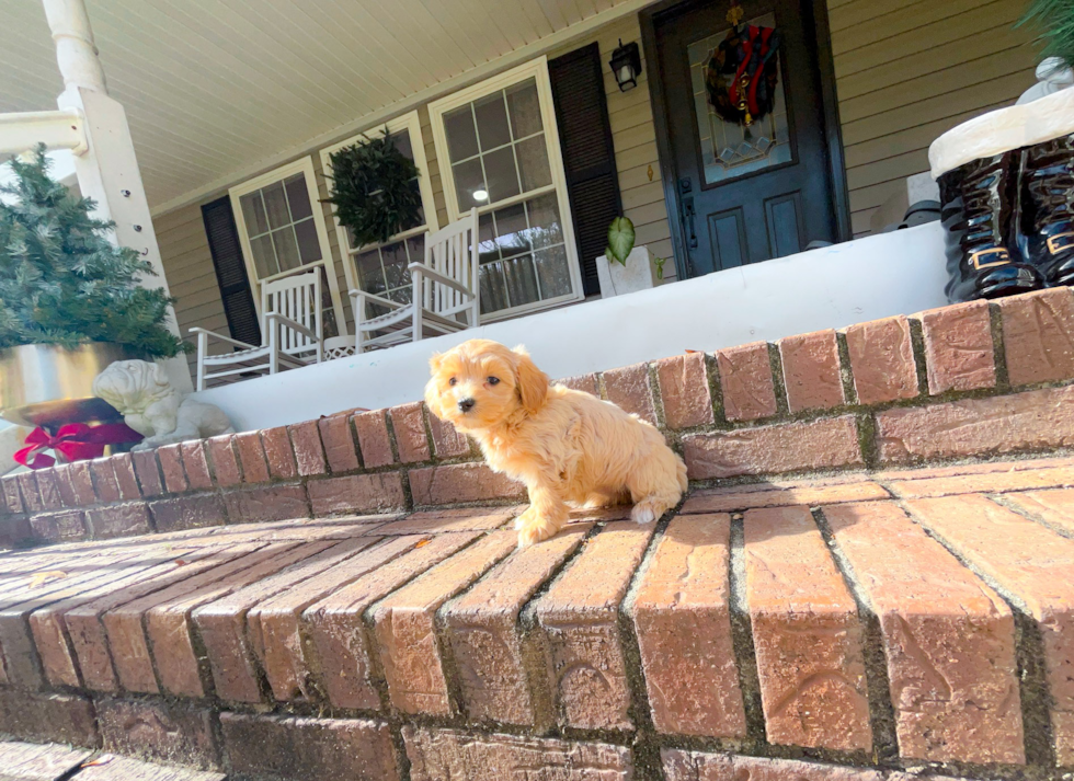 Maltipoo Pup Being Cute