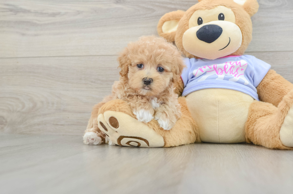 6 week old Maltipoo Puppy For Sale - Simply Southern Pups