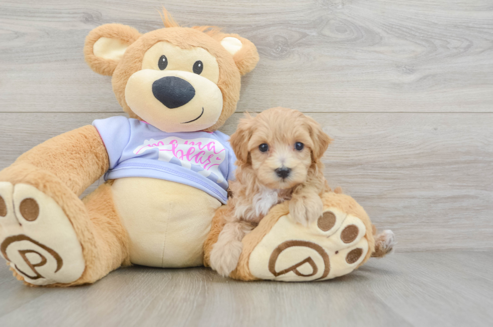 5 week old Maltipoo Puppy For Sale - Simply Southern Pups