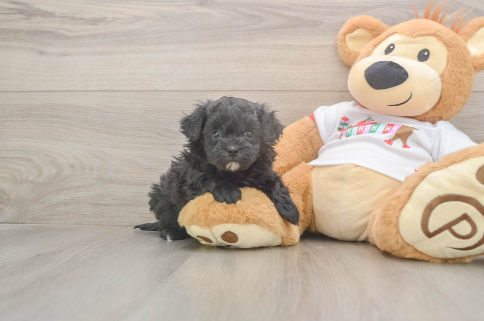 5 week old Maltipoo Puppy For Sale - Simply Southern Pups