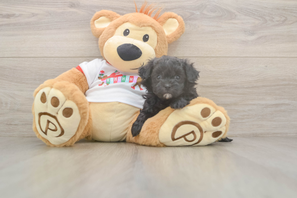 Maltipoo Pup Being Cute