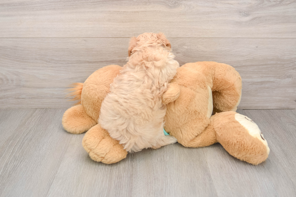 Funny Maltipoo Poodle Mix Pup