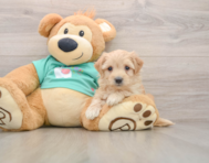 8 week old Maltipoo Puppy For Sale - Simply Southern Pups