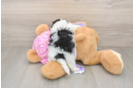Petite Maltipoo Poodle Mix Pup