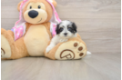 Maltipoo Puppy for Adoption