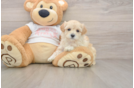 Maltipoo Pup Being Cute