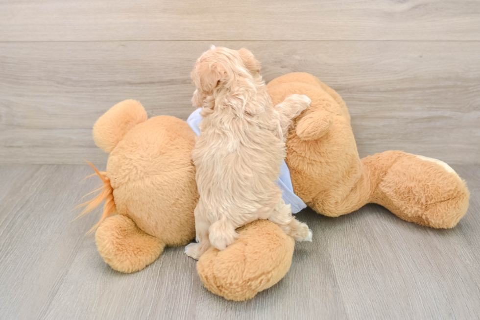 Best Maltipoo Baby