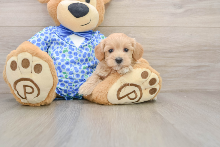 Popular Maltipoo Poodle Mix Pup