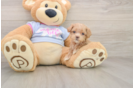 Friendly Maltipoo Baby