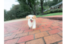 Cute Maltipoo Baby
