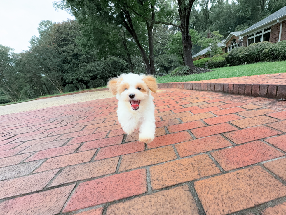 Cute Maltipoo Baby
