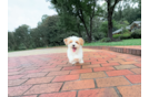 Cute Malt a Poo Poodle Mix Puppy