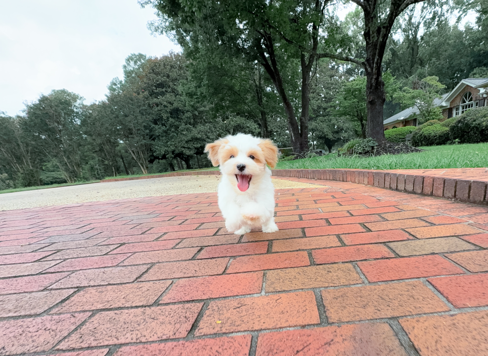 Cute Malt a Poo Poodle Mix Puppy