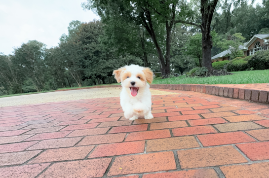 Cute Malt a Poo Poodle Mix Puppy