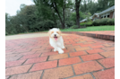 Cute Maltipoo Poodle Mix Pup