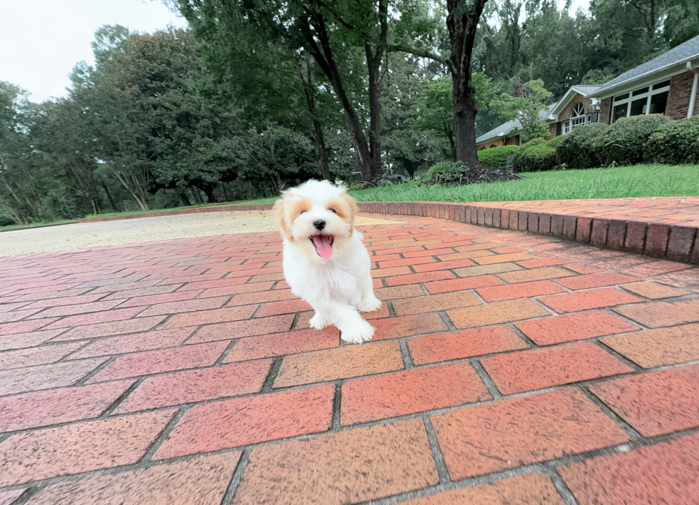 Cute Maltipoo Poodle Mix Pup