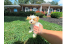 Cute Maltipoo Poodle Mix Pup
