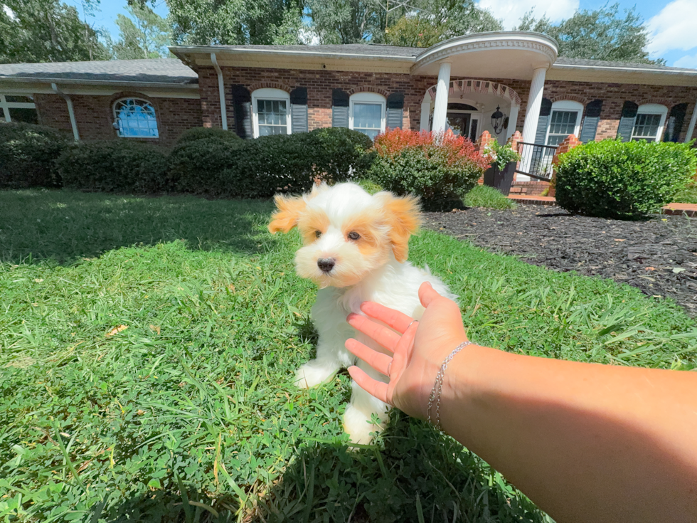 Cute Maltipoo Poodle Mix Pup