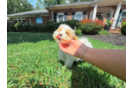 Maltipoo Puppy for Adoption