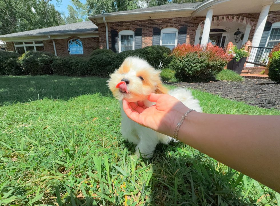 Maltipoo Puppy for Adoption