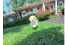 Cute Maltipoo Poodle Mix Pup